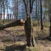 subotnik 30 of 61
